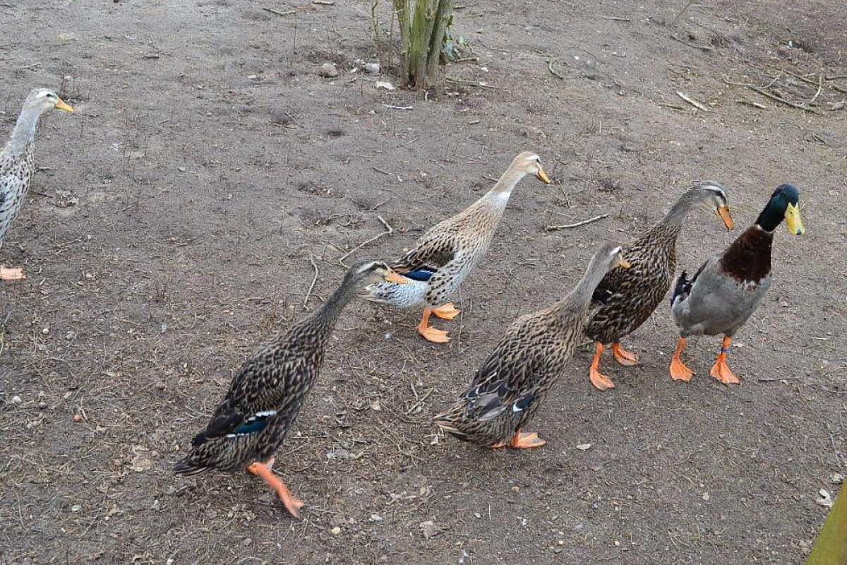 Bild von sechs Laufenten