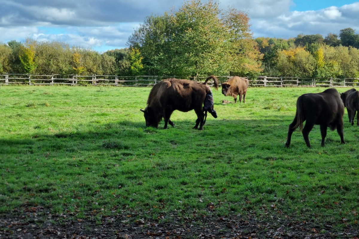 Ein Wisent wird geboren