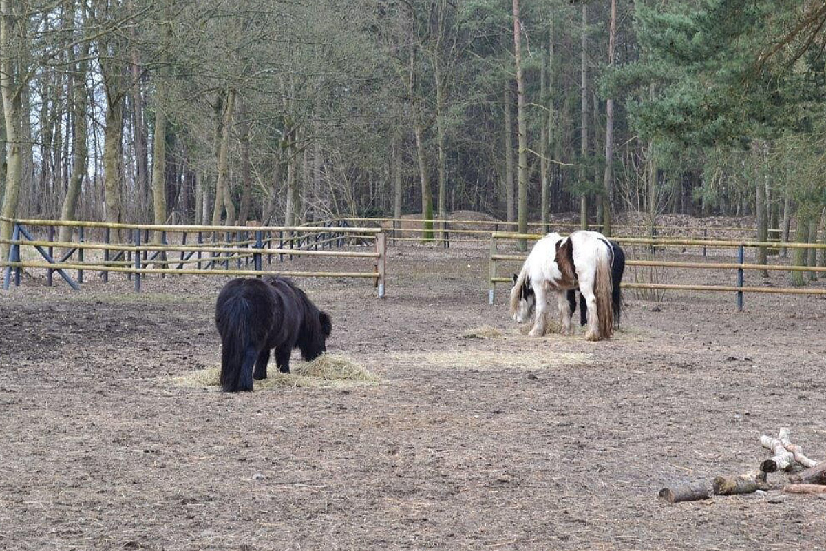 Pferde fressen auf einer Wiese